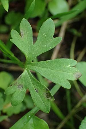 Ranunculus ratisbonensis \ Regensburger Gold-Hahnenfu� / Regensburg Goldilocks, D Regensburg 8.5.2025