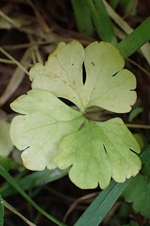 Ranunculus ratisbonensis \ Regensburger Gold-Hahnenfu� / Regensburg Goldilocks, D Regensburg 8.5.2025