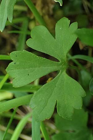 Ranunculus ratisbonensis \ Regensburger Gold-Hahnenfu� / Regensburg Goldilocks, D Regensburg 8.5.2025