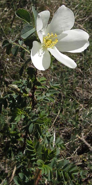 Rosa spinosissima \ Bibernellbl&auml;ttrige Rose / Burnet Rose, D Karlstadt 30.4.2007