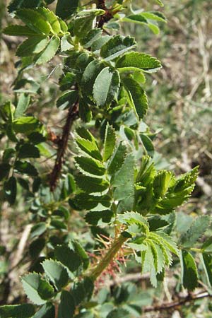 Rosa spinosissima \ Bibernellbl&auml;ttrige Rose / Burnet Rose, D Karlstadt 30.4.2007
