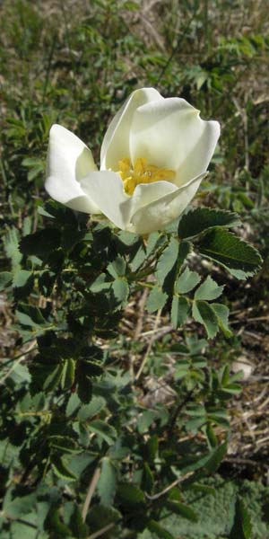 Rosa spinosissima \ Bibernellbl&auml;ttrige Rose / Burnet Rose, D Karlstadt 30.4.2007