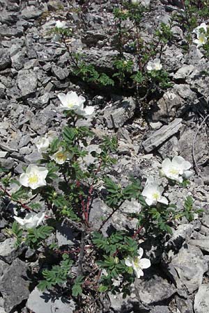 Rosa spinosissima \ Bibernellbl&auml;ttrige Rose / Burnet Rose, D Karlstadt 30.4.2007