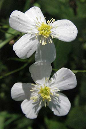 Ranunculus aconitifolius \ Eisenhutbl�ttriger Hahnenfu� / Aconite-Leaved Buttercup, D Schwarzwald/Black-Forest, Feldberg 24.6.2007