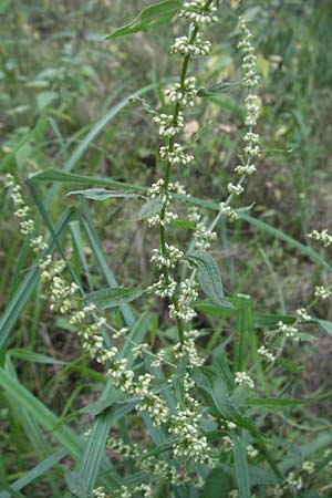 Rumex sanguineus \ Hain-Ampfer / Wood Dock, D Hemsbach 9.7.2007