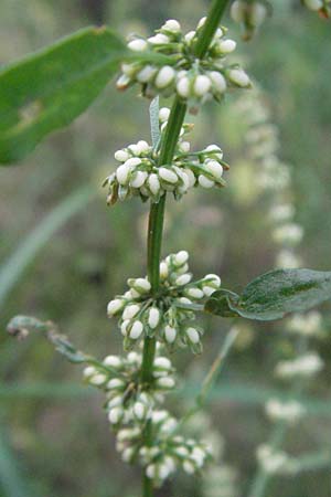Rumex sanguineus \ Hain-Ampfer / Wood Dock, D Hemsbach 9.7.2007