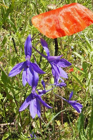 Delphinium consolida subsp. consolida \ Feld-Rittersporn / Forking Larkspur, D Bruchsal 13.6.2009