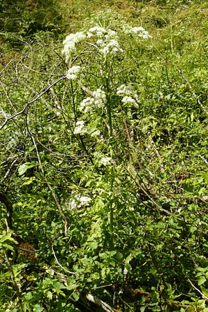 Pleurospermum austriacum \ &Ouml;sterreichischer Rippensame / Austrian Pleurospermum, D Beuron 11.7.2015