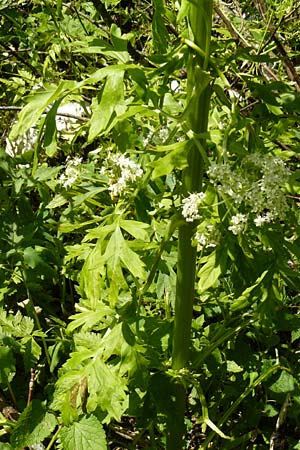 Pleurospermum austriacum \ &Ouml;sterreichischer Rippensame / Austrian Pleurospermum, D Beuron 11.7.2015