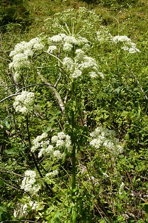 Pleurospermum austriacum \ &Ouml;sterreichischer Rippensame / Austrian Pleurospermum, D Beuron 11.7.2015
