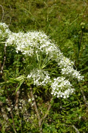 Pleurospermum austriacum \ &Ouml;sterreichischer Rippensame / Austrian Pleurospermum, D Beuron 11.7.2015