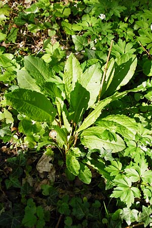 Rumex sanguineus \ Hain-Ampfer / Wood Dock, D Gernsheim 17.4.2015