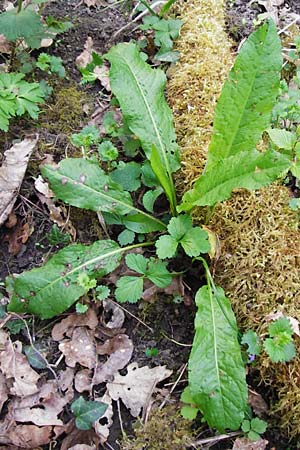 Rumex sanguineus \ Hain-Ampfer / Wood Dock, D Gernsheim 17.4.2015