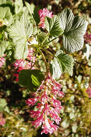 Ribes sanguineum \ Blut-Johannisbeere, Zier-Johannisbeere / Red-Flowering Currant, D Schwetzingen 22.4.2015
