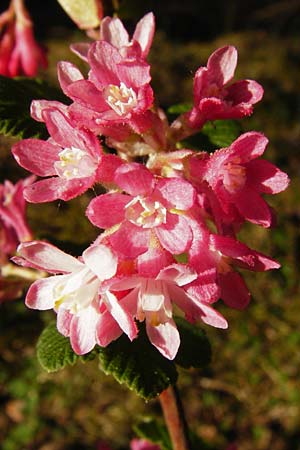 Ribes sanguineum \ Blut-Johannisbeere, Zier-Johannisbeere / Red-Flowering Currant, D Schwetzingen 22.4.2015