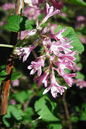 Ribes sanguineum \ Blut-Johannisbeere, Zier-Johannisbeere / Red-Flowering Currant, D Schwetzingen 22.4.2015
