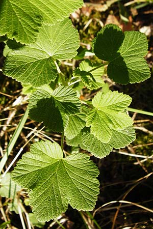 Ribes sanguineum \ Blut-Johannisbeere, Zier-Johannisbeere / Red-Flowering Currant, D Schwetzingen 22.4.2015