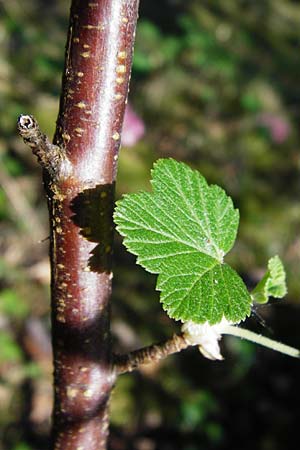 Ribes sanguineum \ Blut-Johannisbeere, Zier-Johannisbeere / Red-Flowering Currant, D Schwetzingen 22.4.2015