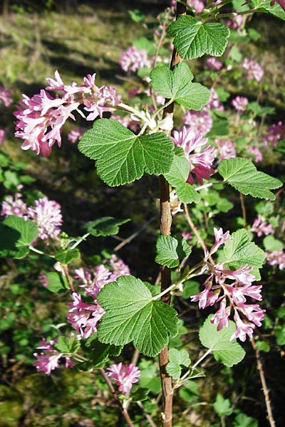 Ribes sanguineum \ Blut-Johannisbeere, Zier-Johannisbeere / Red-Flowering Currant, D Schwetzingen 22.4.2015