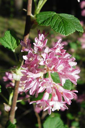Ribes sanguineum \ Blut-Johannisbeere, Zier-Johannisbeere / Red-Flowering Currant, D Schwetzingen 22.4.2015