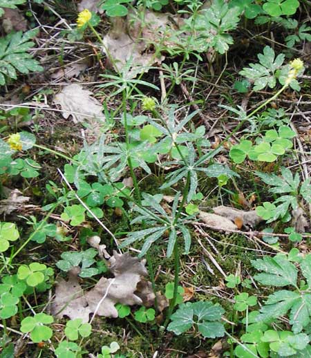 Ranunculus subtruncatus \ Gestutzter Gold-Hahnenfu� / Truncated Goldilocks, D Marktheidenfeld 9.5.2015