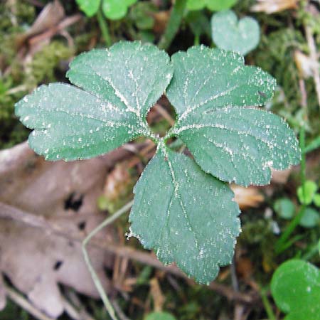 Ranunculus subtruncatus \ Gestutzter Gold-Hahnenfu� / Truncated Goldilocks, D Marktheidenfeld 9.5.2015