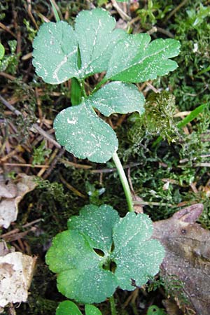 Ranunculus subtruncatus \ Gestutzter Gold-Hahnenfu� / Truncated Goldilocks, D Marktheidenfeld 9.5.2015