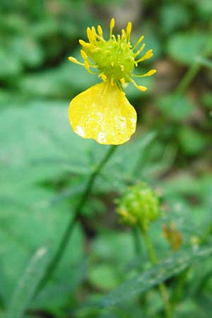 Ranunculus subtruncatus \ Gestutzter Gold-Hahnenfu� / Truncated Goldilocks, D Marktheidenfeld 9.5.2015