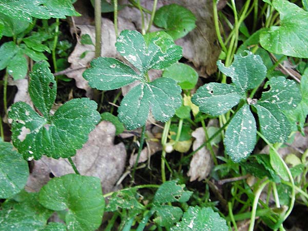Ranunculus subtruncatus \ Gestutzter Gold-Hahnenfu� / Truncated Goldilocks, D Marktheidenfeld 9.5.2015