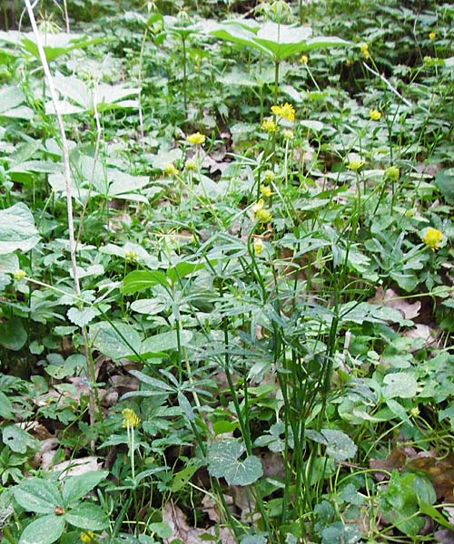 Ranunculus subtruncatus \ Gestutzter Gold-Hahnenfu� / Truncated Goldilocks, D Marktheidenfeld 9.5.2015
