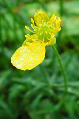 Ranunculus subtruncatus \ Gestutzter Gold-Hahnenfu� / Truncated Goldilocks, D Marktheidenfeld 9.5.2015