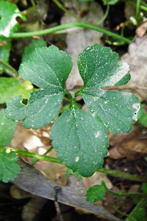 Ranunculus subtruncatus \ Gestutzter Gold-Hahnenfu� / Truncated Goldilocks, D Marktheidenfeld 9.5.2015