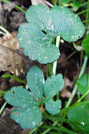 Ranunculus subtruncatus \ Gestutzter Gold-Hahnenfu� / Truncated Goldilocks, D Marktheidenfeld 9.5.2015