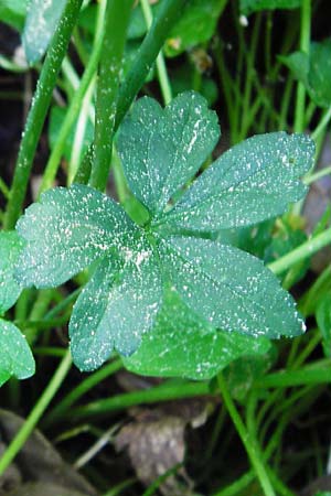 Ranunculus subtruncatus \ Gestutzter Gold-Hahnenfu� / Truncated Goldilocks, D Marktheidenfeld 9.5.2015