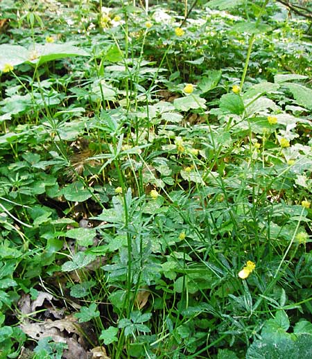 Ranunculus subtruncatus \ Gestutzter Gold-Hahnenfu� / Truncated Goldilocks, D Marktheidenfeld 9.5.2015