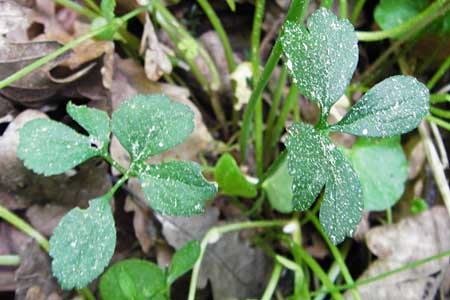 Ranunculus subtruncatus \ Gestutzter Gold-Hahnenfu� / Truncated Goldilocks, D Marktheidenfeld 9.5.2015
