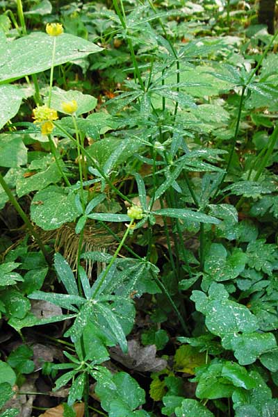 Ranunculus subtruncatus \ Gestutzter Gold-Hahnenfu� / Truncated Goldilocks, D Marktheidenfeld 9.5.2015