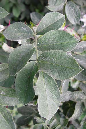 Rosa scabriuscula \ Kratz-Rose / Roughish Rose, D Wurmlingen 3.6.2015