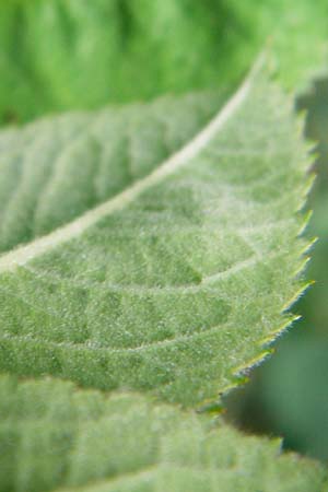 Rosa scabriuscula \ Kratz-Rose / Roughish Rose, D Wurmlingen 3.6.2015