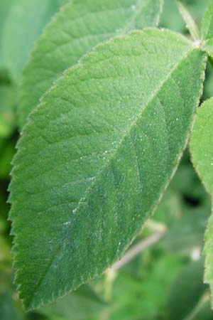 Rosa scabriuscula \ Kratz-Rose / Roughish Rose, D Wurmlingen 3.6.2015