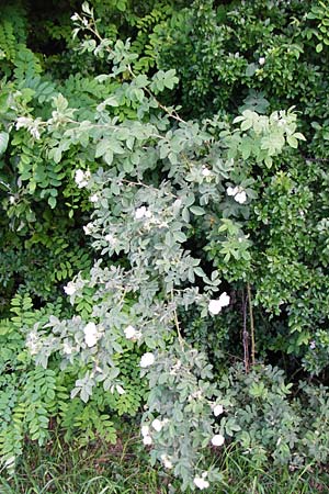 Rosa scabriuscula \ Kratz-Rose / Roughish Rose, D Wurmlingen 3.6.2015