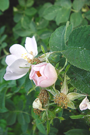 Rosa scabriuscula \ Kratz-Rose / Roughish Rose, D Wurmlingen 3.6.2015