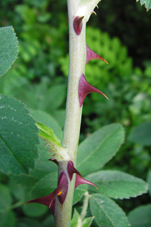 Rosa scabriuscula \ Kratz-Rose / Roughish Rose, D Wurmlingen 3.6.2015