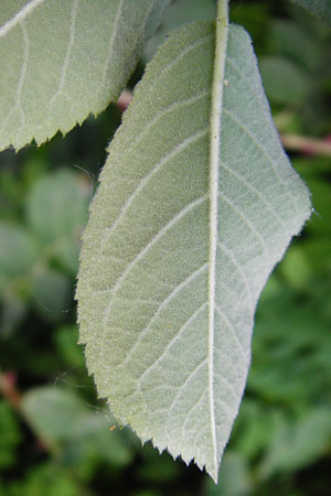 Rosa scabriuscula \ Kratz-Rose / Roughish Rose, D Wurmlingen 3.6.2015