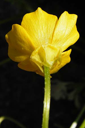 Ranunculus sardous \ Sardischer Hahnenfu�, Rauher Hahnenfu� / Hairy Buttercup, D Bad M&uuml;nster am Stein - Niederhausen 6.6.2015