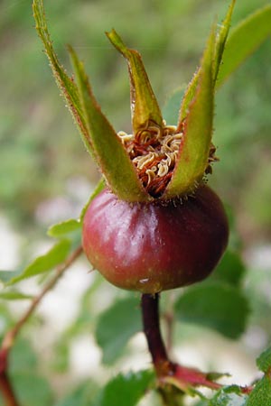 Rosa spinosissima \ Bibernellbl&auml;ttrige Rose / Burnet Rose, D Wurmlingen 20.6.2015