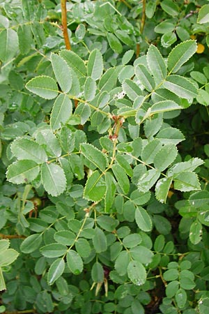 Rosa spinosissima \ Bibernellbl&auml;ttrige Rose / Burnet Rose, D Wurmlingen 20.6.2015