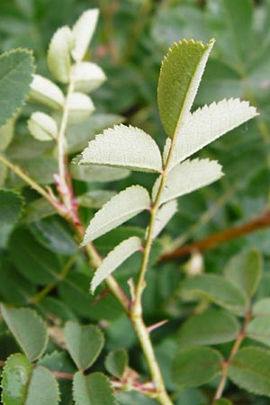 Rosa spinosissima \ Bibernellbl&auml;ttrige Rose / Burnet Rose, D Wurmlingen 20.6.2015