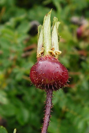 Rosa spinosissima \ Bibernellbl&auml;ttrige Rose / Burnet Rose, D Wurmlingen 20.6.2015