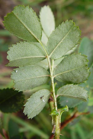 Rosa spinosissima \ Bibernellbl&auml;ttrige Rose / Burnet Rose, D Wurmlingen 20.6.2015